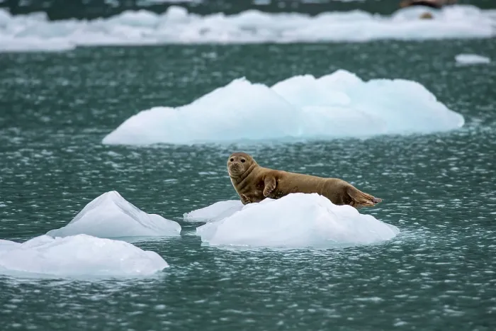 Framed Print : Harbor seal (Phoca vitulina) resting on glacial ice, Nassau Fjord, Prince William Sound, Alaska, USA. July Framed Print : Harbor seal (Phoca vitulina) resting on glacial ice, Nassau Fjord, Prince William Sound, Alaska, USA. July