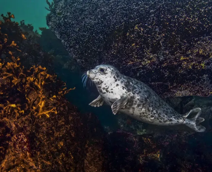 Framed Print : Harbor seal (Phoca vitulina) using a large, encrusted boulder as a tool to scratch itself Framed Print : Harbor seal (Phoca vitulina) using a large, encrusted boulder as a tool to scratch itself