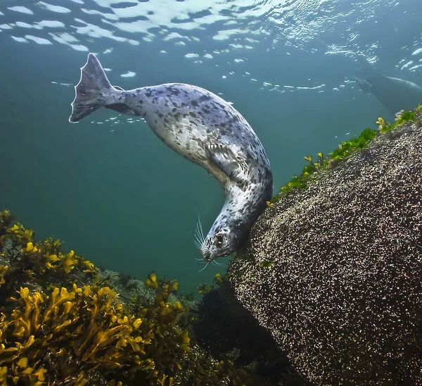 Harbor seal (Phoca vitulina) using a large, encrusted boulder as a tool to scratch its