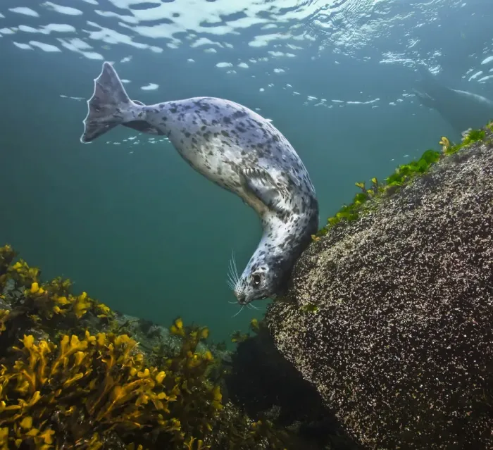 Framed Print : Harbor seal (Phoca vitulina) using a large, encrusted boulder as a tool to scratch its Framed Print : Harbor seal (Phoca vitulina) using a large, encrusted boulder as a tool to scratch its