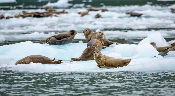 Framed Print : Harbor seals (Phoca vitulina) resting on glacial ice, Nassau Fjord, Prince William Sound, Alaska, USA. July Framed Print : Harbor seals (Phoca vitulina) resting on glacial ice, Nassau Fjord, Prince William Sound, Alaska, USA. July