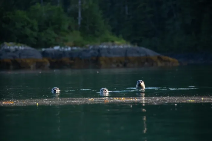 Framed Print : Three Harbor seals (Phoca vitulina) in water, Otter Bay, Prince William Sound, Alaska, USA. July Framed Print : Three Harbor seals (Phoca vitulina) in water, Otter Bay, Prince William Sound, Alaska, USA. July