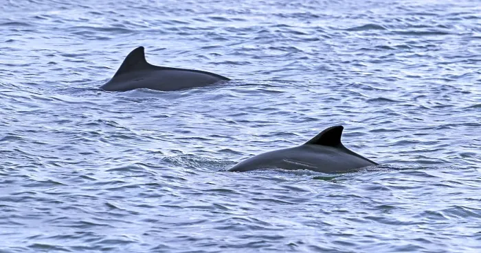 Framed Print : Two Harbour porpoises (Phocoena phocoena) showing their dorsal fin while surfacing along the North Sea coast, Zeeland, Netherlands. November Framed Print : Two Harbour porpoises (Phocoena phocoena) showing their dorsal fin while surfacing along the North Sea coast, Zeeland, Netherlands. November