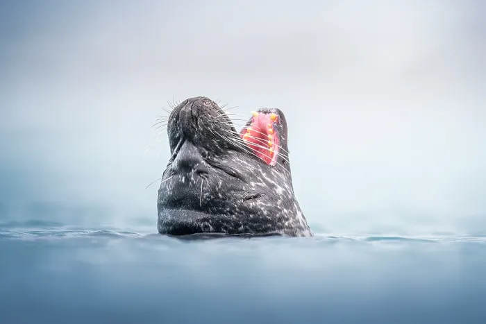 Framed Print : Harbour seal (Phoca vitulina) with head above surface and mouth open wide, Iceland, Atlantic Ocean Framed Print : Harbour seal (Phoca vitulina) with head above surface and mouth open wide, Iceland, Atlantic Ocean