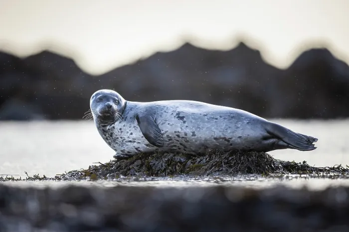 Framed Print : Harbour seal (Phoca vitulina) resting on pile of seaweed in light snowfall, Iceland. February Framed Print : Harbour seal (Phoca vitulina) resting on pile of seaweed in light snowfall, Iceland. February