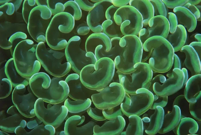 Framed Print : Hard coral polyps {Euphyllia ancora} Bunaken, Sulawesi, Indonesia