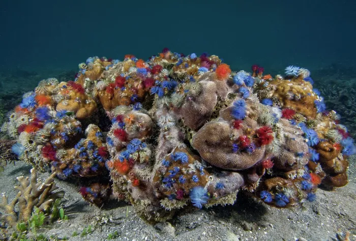 Framed Print : Hard coral (Porites sp.) with colourful polychaete tube worms (Spirobranchus sp.) on seabed, Raja Ampat, Indonesia, Pacific Ocean