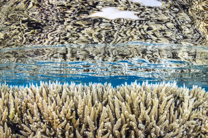 Framed Print : Hard corals (Acropora microclados) growing in shallow water, reflected in the surface Framed Print : Hard corals (Acropora microclados) growing in shallow water, reflected in the surface