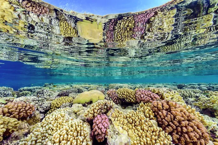 Framed Print : Hard corals (including Acropora sp. Platygyra sp. and Pocillopora spp.) growing in shallow water and reflected in the surface. Ras Umm Sid, Sharm El Sheikh, Sinai, Egypt. Red Sea Framed Print : Hard corals (including Acropora sp. Platygyra sp. and Pocillopora spp.) growing in shallow water and reflected in the surface. Ras Umm Sid, Sharm El Sheikh, Sinai, Egypt. Red Sea