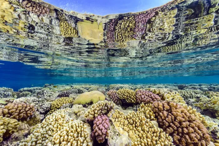 Framed Print : Hard corals (including Acropora sp. Platygyra sp. and Pocillopora spp Framed Print : Hard corals (including Acropora sp. Platygyra sp. and Pocillopora spp