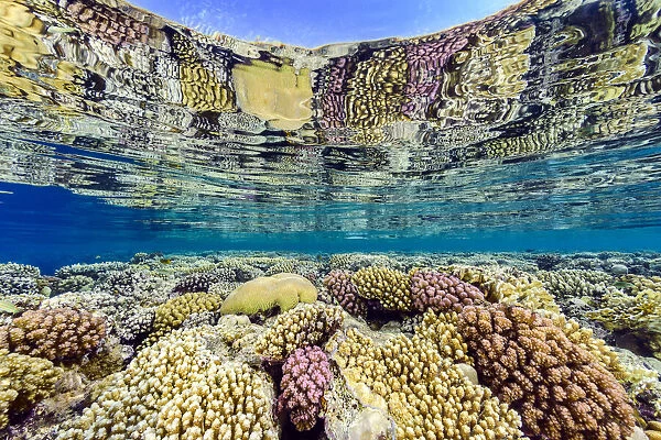Hard corals (including Acropora sp., Platygyra sp. and Pocillopora spp