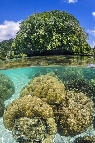 Hard corals (Porites sp. ) grow in shallow water around limestone rock islands