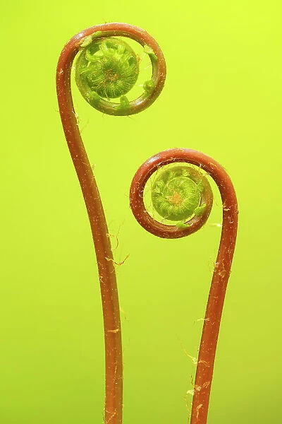 Hard fern (Blechnum spicant), two fiddleheads unfurling. Cornwall, England, UK. May