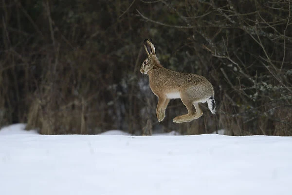 Hare, (Lepus europaeus) jumping in snowy field, Vosges, France, February