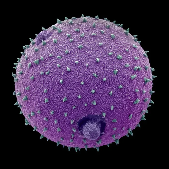 Framed Print : Harebell (Campanula rotundifolia) pollen grain, false-coloured Scanning Electron Micrograph Framed Print : Harebell (Campanula rotundifolia) pollen grain, false-coloured Scanning Electron Micrograph