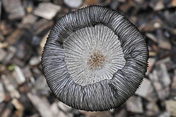 Hares Foot Inkcap (Coprinus lagopus) close-up showing upturned gills. Growing on wood chips