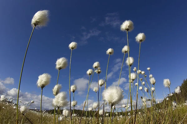 Harestail cotton-grass (Eriophorum vaginatum) growing on bog moorland, Scotland, UK