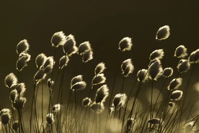 Framed Print : Harestail cotton-grass (Eriophorum vaginatum), backlit in late evening light, bog moorland