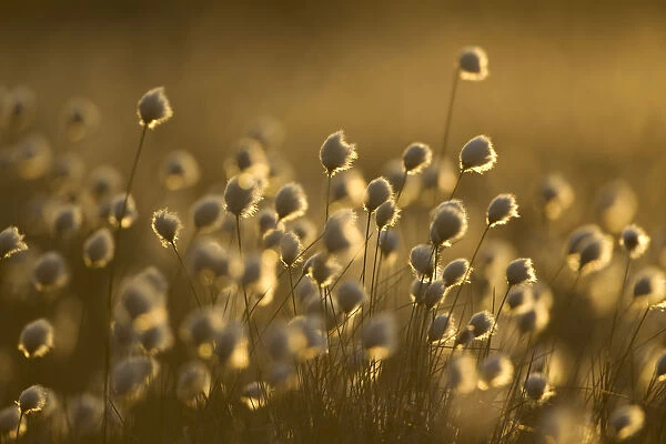 Harestail cotton-grass (Eriophorum vaginatum), backlit in late evening light, bog moorland