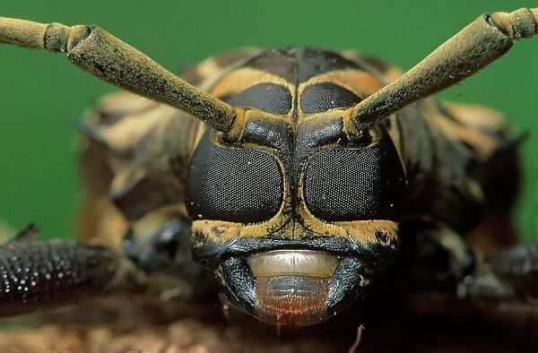 Harlequin beetle (Acrocinus longimanus) headshot close up. Los Tuxtlas Biosphere Reserve, Mexico