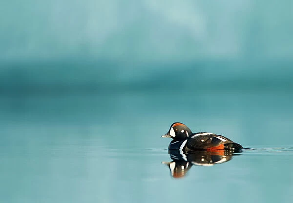 Harlequin duck (Histrionicus histrionicus) male swimming, Iceland, June 2011