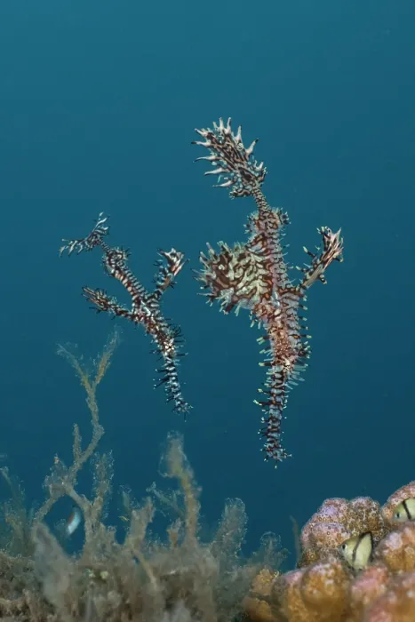 Framed Print : Harlequin ghost pipefish / Ornate ghost pipefish (Solenostomus paradoxus) pair, the female is the larger of the two and has a brood pouch swollen with developing eggs, Bali Framed Print : Harlequin ghost pipefish / Ornate ghost pipefish (Solenostomus paradoxus) pair, the female is the larger of the two and has a brood pouch swollen with developing eggs, Bali