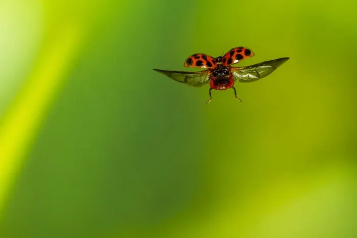 Framed Print : Harlequin ladybird (Harmonia axyridis) flying, Tuscaloosa County, Alabama, USA Controlled Framed Print : Harlequin ladybird (Harmonia axyridis) flying, Tuscaloosa County, Alabama, USA Controlled