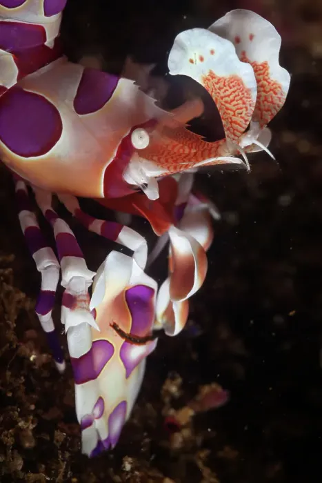 Framed Print : Harlequin Shrimp (Hymenocera elegans) on sea floor. Huatulco Bays National Park, Oaxaca state, Mexico, Pacific Ocean. November Framed Print : Harlequin Shrimp (Hymenocera elegans) on sea floor. Huatulco Bays National Park, Oaxaca state, Mexico, Pacific Ocean. November