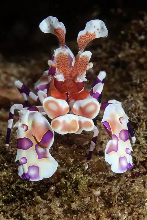 Framed Print : Harlequin Shrimp (Hymenocera elegans) on sea floor. Huatulco Bays National Park, Oaxaca state, Mexico, Pacific Ocean. November Framed Print : Harlequin Shrimp (Hymenocera elegans) on sea floor. Huatulco Bays National Park, Oaxaca state, Mexico, Pacific Ocean. November
