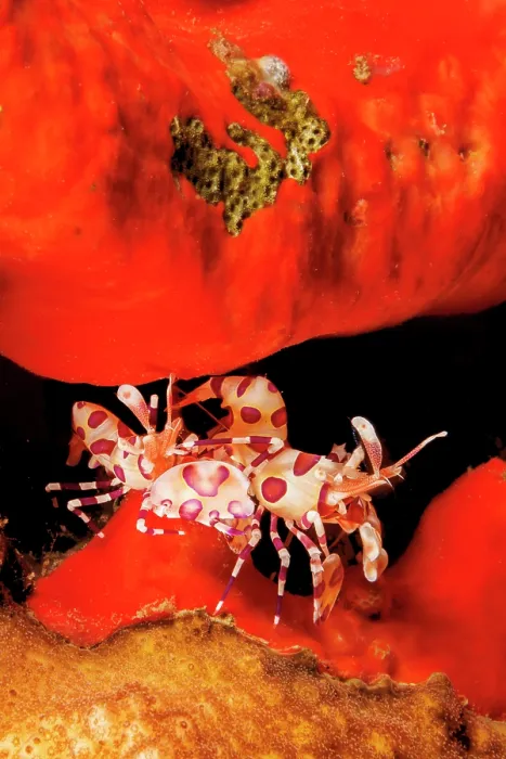 Framed Print : Harlequin shrimps (Hymenocera picta) pair, resting in a crevice of red sponge, Hawaii, Pacific Ocean