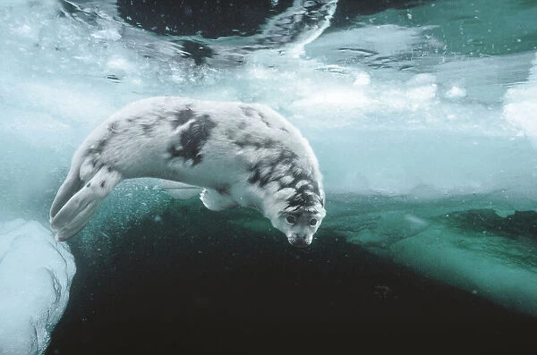 Harp seal (Pagophilus groenlandicus) pup about four weeks old, moulting, swimming under sea ice, Magdalen Islands, Gulf of St Lawrence, Canada
