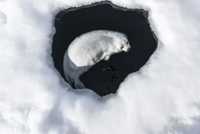 Framed Print : Harp seal (Pagophilus groenlandicus) pup swimming in a hole in the ice, Magdalen Islands, Canada. March Framed Print : Harp seal (Pagophilus groenlandicus) pup swimming in a hole in the ice, Magdalen Islands, Canada. March