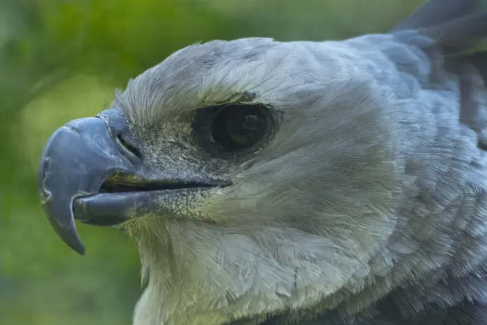 Framed Print : Harpy eagle (Harpia harpyja) close up head portrait, captive Framed Print : Harpy eagle (Harpia harpyja) close up head portrait, captive