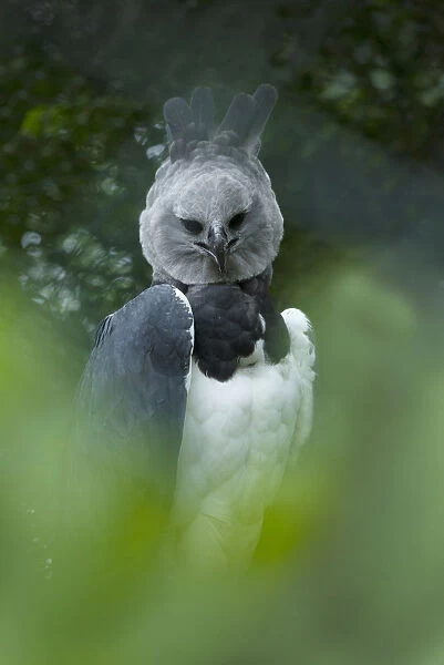 Harpy Eagle (Harpia harpyja) perched on a tree, WILDTROPIX