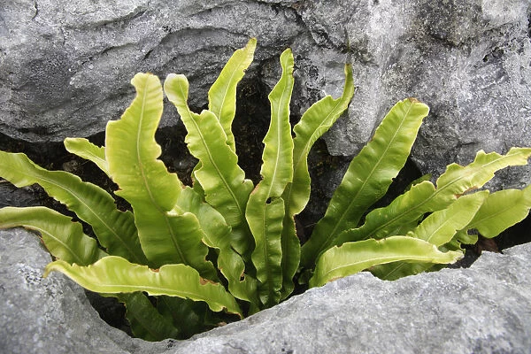 Harts tongue fern (Asplenium scolopendrium) growing between rocks, Burren National Park