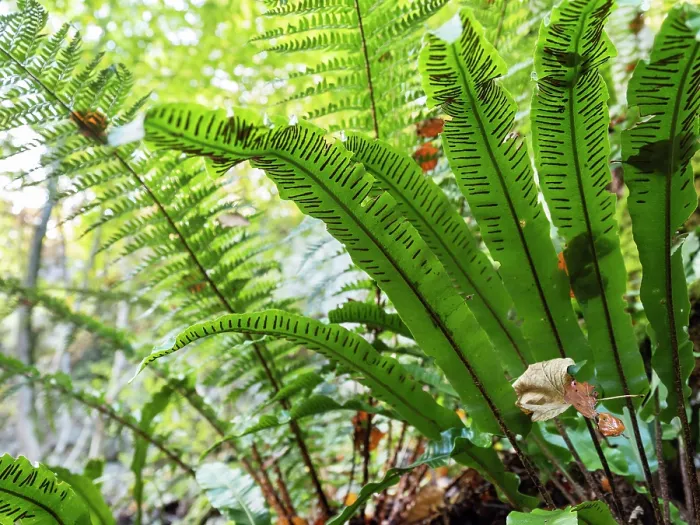 Framed Print : Hart's-tongue fern (Asplenium scolopendrium), Swabian Alps, Baden Wurttemberg, Germany. October Framed Print : Hart's-tongue fern (Asplenium scolopendrium), Swabian Alps, Baden Wurttemberg, Germany. October