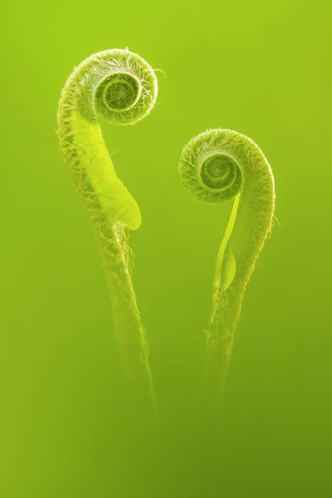 Framed Print : Harts tongue fern (Asplenium scolopendrium) unfurling fronds, Broxwater, Cornwall, England, UK. May Framed Print : Harts tongue fern (Asplenium scolopendrium) unfurling fronds, Broxwater, Cornwall, England, UK. May