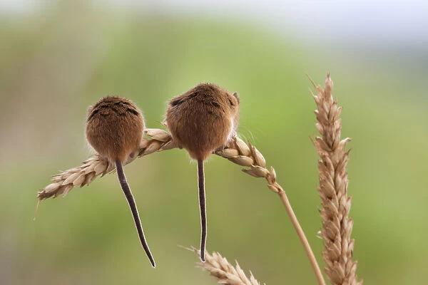 Harvest mice (Micromys minutus), captive, UK, June