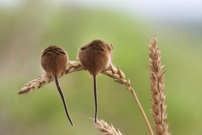 Framed Print : Harvest mice (Micromys minutus), captive, UK, June Framed Print : Harvest mice (Micromys minutus), captive, UK, June