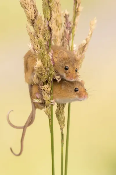 Captive Harvest Mice on Grass Stems Print, Devon, Art Prints - Main Image