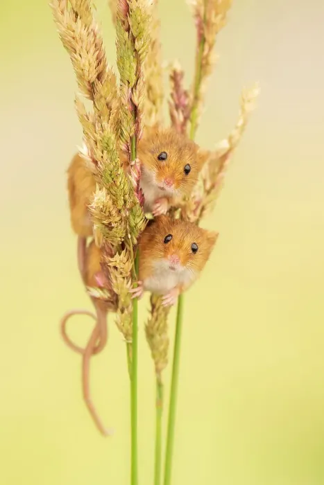 Framed Print : Harvest mice (Micromys minutus) on grass stems, Devon, UK. July Captive Framed Print : Harvest mice (Micromys minutus) on grass stems, Devon, UK. July Captive