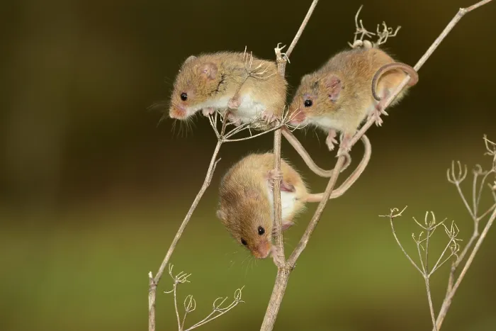 Framed Print : Three Harvest mice (Micromys minutus sorcinus) climbing on plant stem, Dorset, England, UK. February Framed Print : Three Harvest mice (Micromys minutus sorcinus) climbing on plant stem, Dorset, England, UK. February
