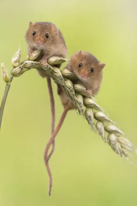 Framed Print : Harvest mice (Micromys minutus) two on wheat, UK, June, captive Framed Print : Harvest mice (Micromys minutus) two on wheat, UK, June, captive