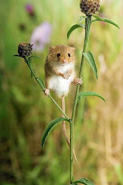 Harvest mouse {Micromys minutus) standing on Knapweed with wildflower meadow behind