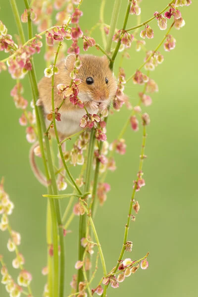 Harvest mouse (Micromys minutus) feeding on Sorrel (Rumex acetosa), Devon, England, UK. May. Captive