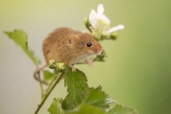 Framed Print : Harvest mouse (Micromys minutus) on Bramble (Rubus) plant, Devon, England, UK, May Framed Print : Harvest mouse (Micromys minutus) on Bramble (Rubus) plant, Devon, England, UK, May