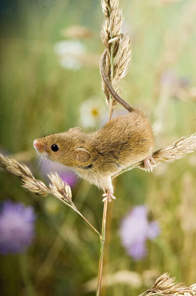 Harvest mouse {Micromys minutus} climbing on Cocksfoot grass with wildflower meadow behind