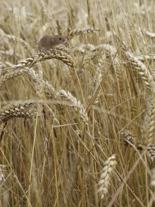 Framed Print : Harvest mouse (Micromys minutus) climbing among wheat, Hertfordshire, England, UK Framed Print : Harvest mouse (Micromys minutus) climbing among wheat, Hertfordshire, England, UK