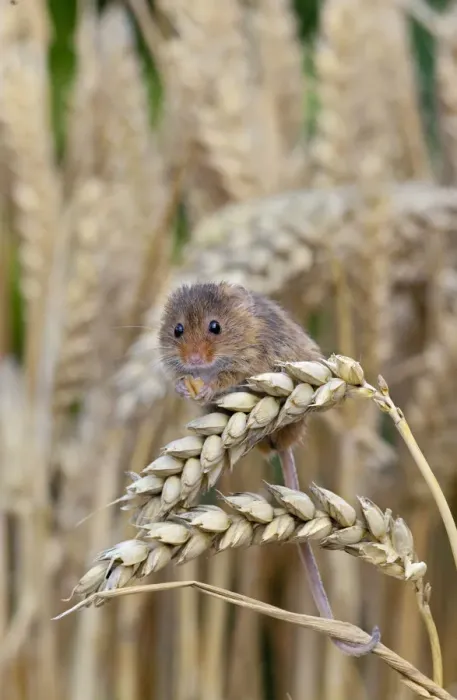 Framed Print : Harvest Mouse ( Micromys minutus) feeding on ear of wheat, Captive, UK, August Framed Print : Harvest Mouse ( Micromys minutus) feeding on ear of wheat, Captive, UK, August