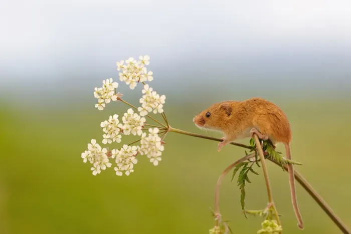 Framed Print : Harvest mouse (Micromys minutus) on stalk, West Country Wildlife Photography Centre Framed Print : Harvest mouse (Micromys minutus) on stalk, West Country Wildlife Photography Centre